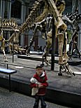 Wichtigstes: Das Naturkundemuseum und die Dinos