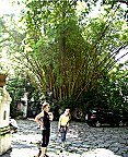 Ein Bambusgestrpp, davor Mathias und Angelika
