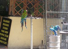 Papageien, Attraktion hinter dem Nachbarlokal